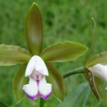 Cattleya leopoldii